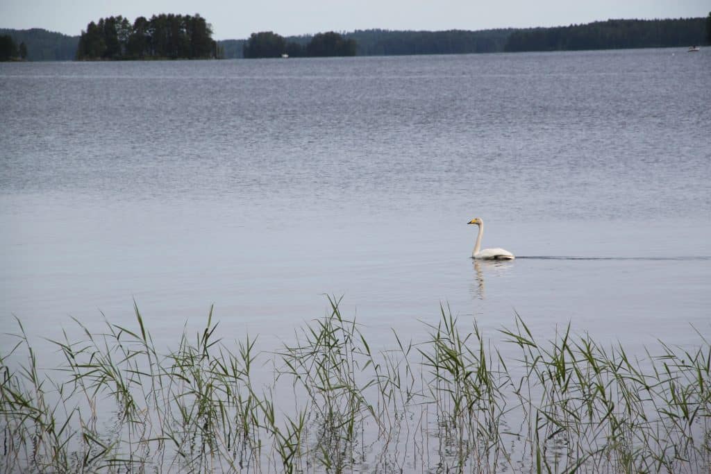 Joutsen järvellä. Aholan mökit Padasjoki.