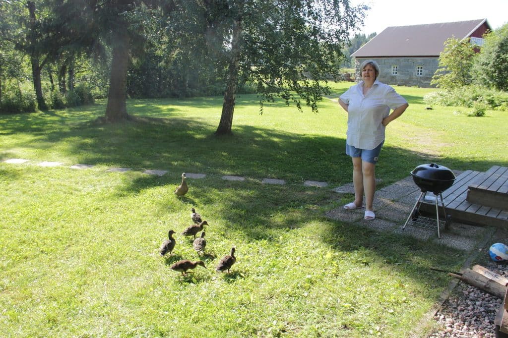 Sorsia mökin pihapiirissä. Aholan mökit Padasjoki.
