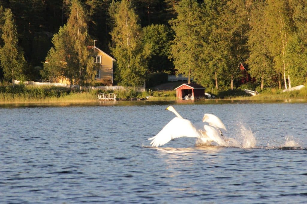 Kesäinen kuva, joutsen järvellä, taustalla mökkejä. Aholan mökit Padasjoki.